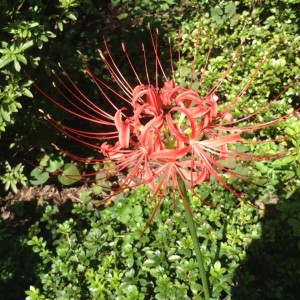 12004101_397332680478061_1410593059207675049_n